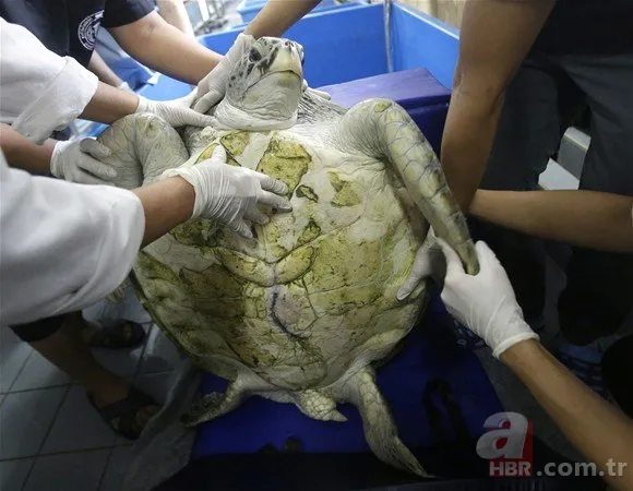 Karaya vuran balinanın karnından öyle bir şey çıktı ki... Akılalmaz olay 19