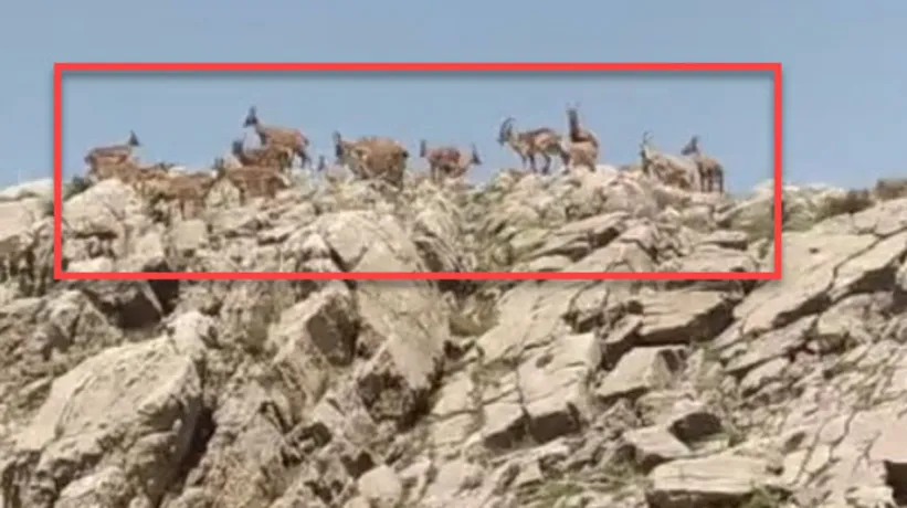 Kayalıklarda görüntülendi! Nesli tükenme tehlikesi altında