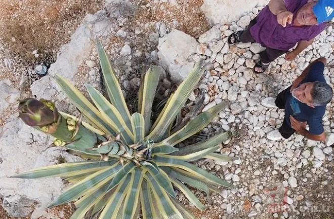 Mersinliler şaşkın! 50 yıldır kimse fark etmedi! 🌱25 günde 4 metreyi geçti