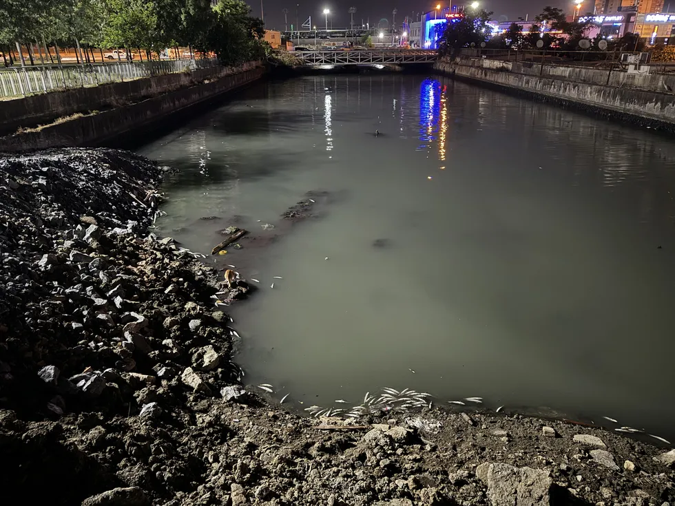 Bakırköy'de Çırpıcı Deresi'nde toplu balık ölümleri: AFAD inceleme başlattı - 4