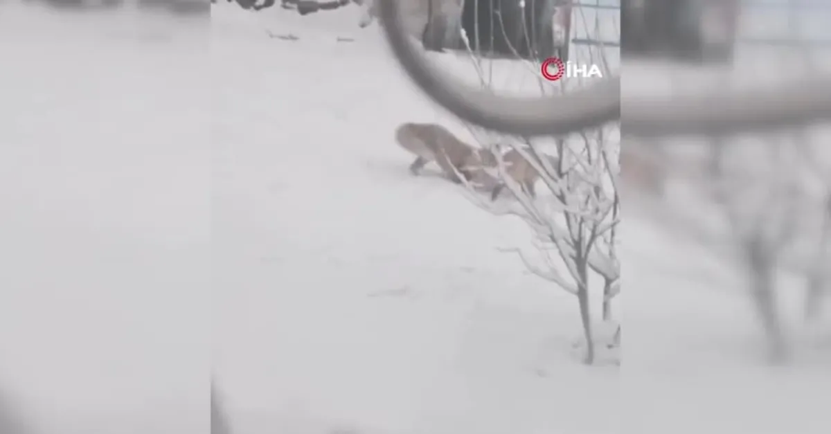 Erzurum'da tilkiler ilçe merkezine indi