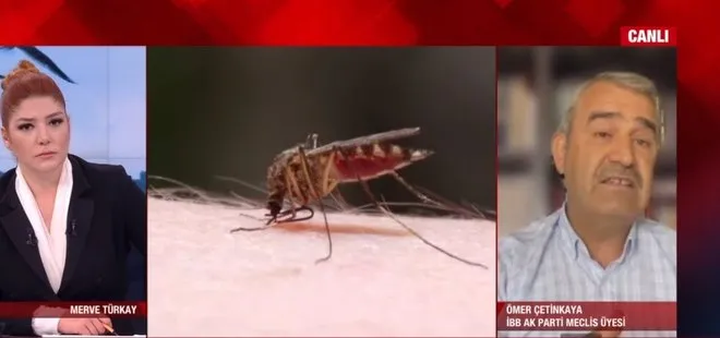 İstanbul’da sivrisinek kabusu! A Haber’de CHP’li İBB’ye sert tepki: Algı ve şov yapmayı seviyor! O da sivrisineği kovmuyor