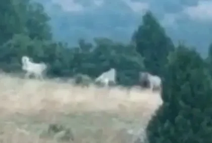 Vahşi doğa belgesellerini aratmayan görüntüler Türkiye’den! Kangal köpekleri ayıyı böyle pusuya düşürdü