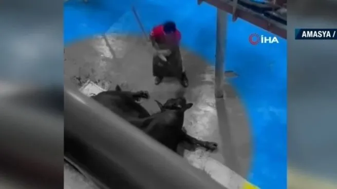 Amasya Kral Et Entegre Merkezi'nde hayvanlara işkence! ahaber.com.tr gündeme getirdi Bakanlık devreye girdi! 5 şüpheli tutuklandı