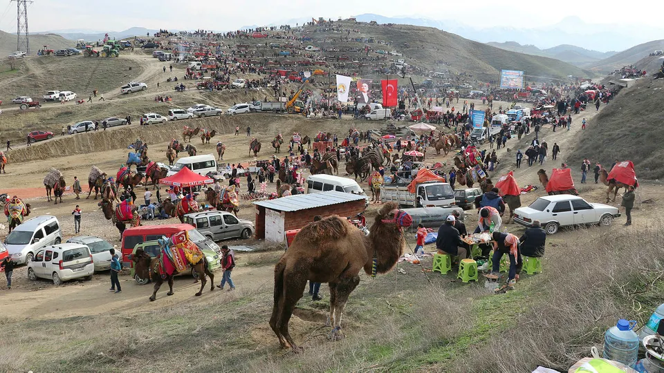 İzmir'de gerçekleşen Deve Güreşi Festivali'ne binlerce kişi akın etti