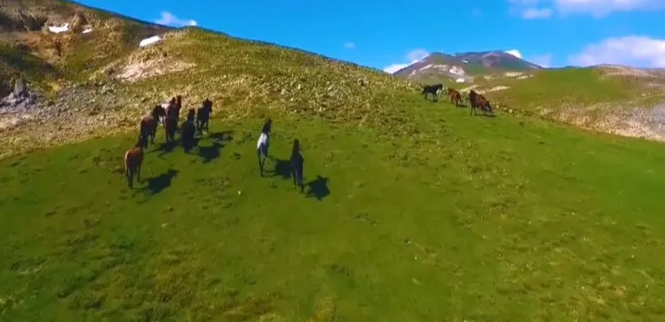 Vahşi doğa belgesellerini aratmayan görüntüler Türkiye’den... Yılkı atını avlayıp böyle parçaladılar