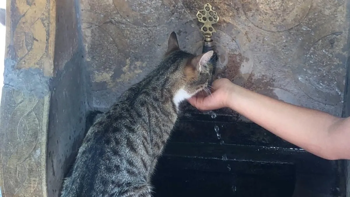 Susayan kediye elleri ile su içirdi