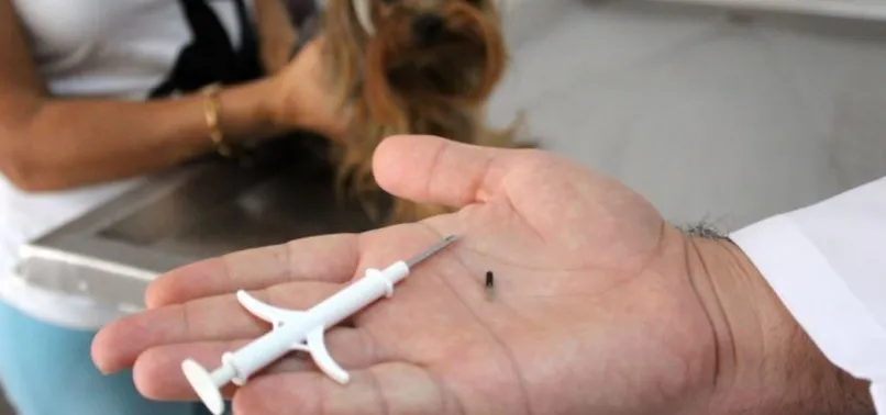 Tarım ve Orman Bakanlığından SON DAKİKA "köpeklere mikroçip" açıklaması