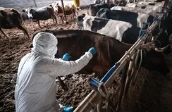 37 mahallede şap karantinası!