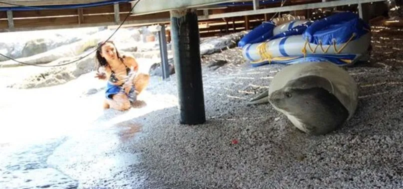 Beyaz fok Bodrum'u mesken tuttu