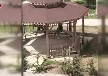 Elazığ’da kamelyalara zarar verdiler
