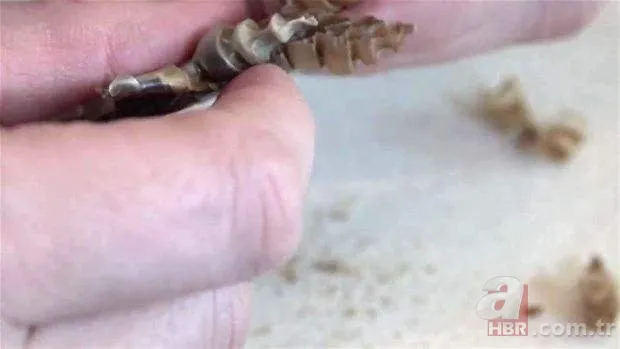 Otomobilde yılan paniği 25