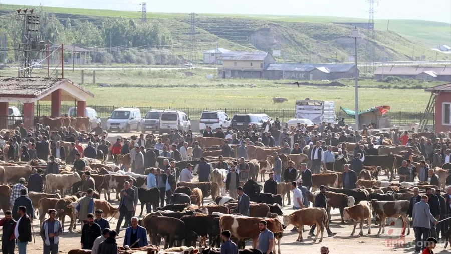 Bayram öncesi kurbanlık alacaklar dikkat: Hastalık geçmişini öğrenmek için bunu yapın 12