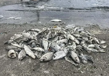 İzmir Körfezi'nde alarm! Uzman isim uyardı: Yakında yeni balık ölümleri olacak