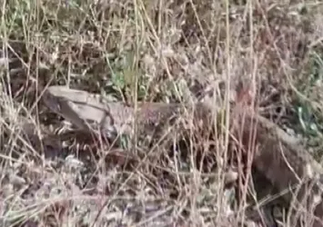 Sivas'ta ortaya çıktı! Gözlerine inanamadılar: Tam 2 metre