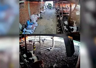 Ahırda deprem anı kamerada