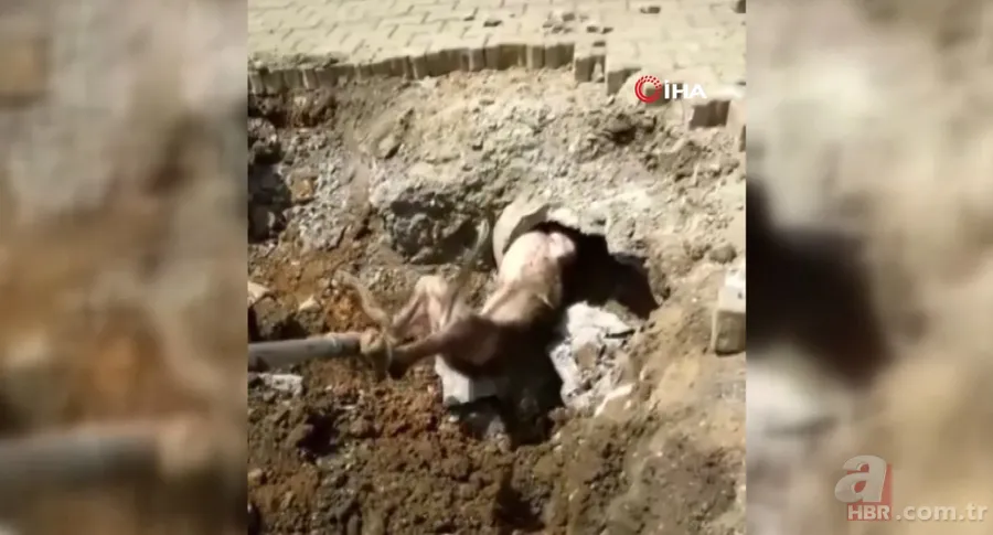 Yer altından gelen garip sesler ekipleri harekete geçirdi! Kanalizasyondan çıkan şoke etti 6