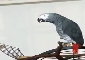 Sahibi koronavirüse yakalandı! Papağan Pakize böyle seslendi |Video