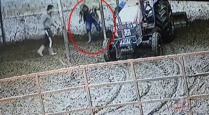 Kızgın boğa sahibine dehşeti yaşattı! 800 kiloluk Mosso böyle saldırdı 🐂 18