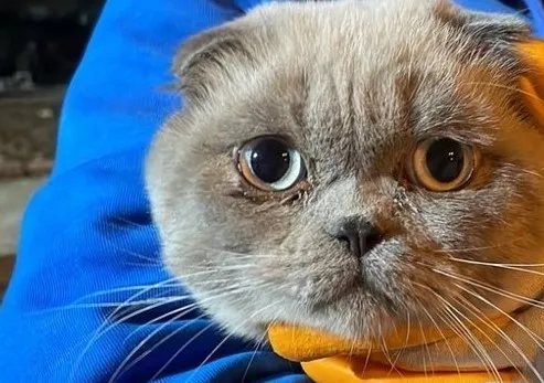 1678524687905.jpg Akılalmaz iddialar! Deprem bölgesindeki kedileri kim satıyor? - 2