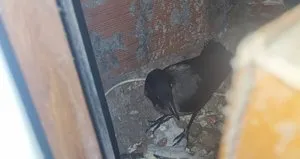 Kastamonu’da yaralı bulunan kuş tedavi edildi