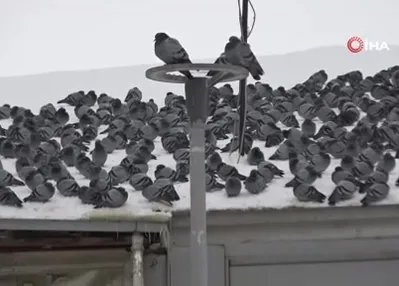 Kar sonrası güvercinlerden görsel şölen