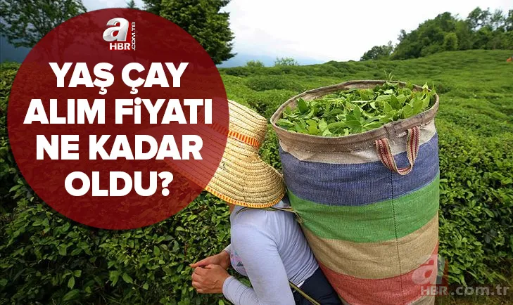 Üreticiye müjde! Yaş çay alım fiyatı ne kadar oldu? 2022 yaş çay taban fiyatı kaç TL? Başkan Erdoğan açıkladı 1