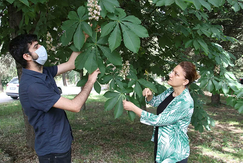 Ana vatanı Çin olan gal arısı diğer adı ile 'katil arı' arıcıları endişelendiriyor