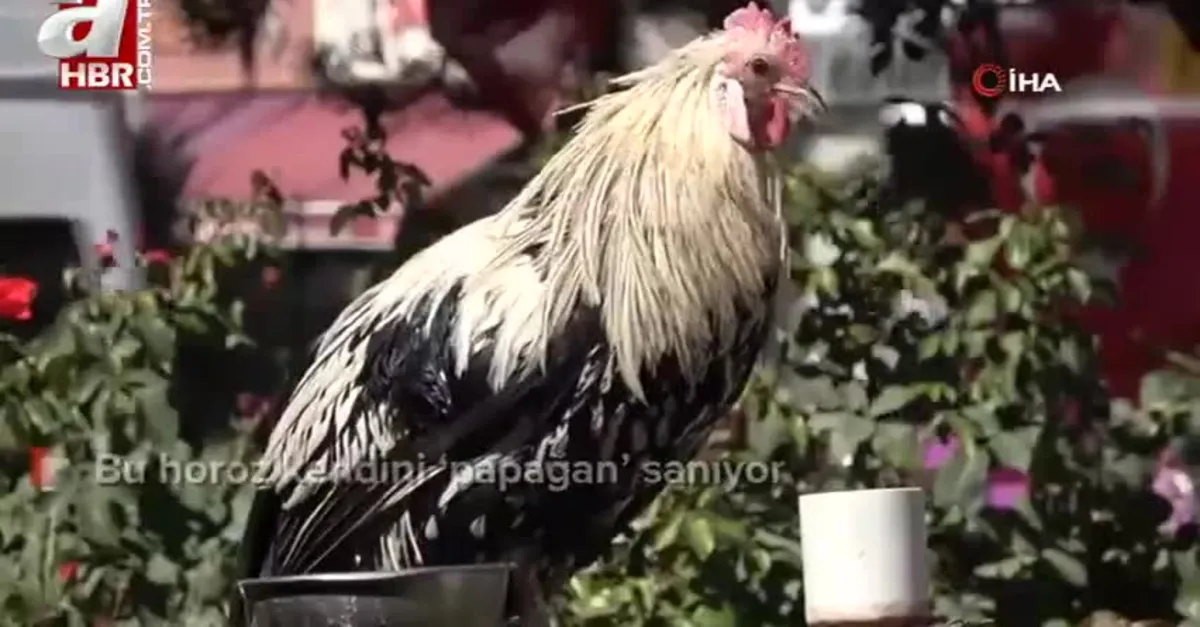 Bu horoz kendini ‘papağan’ sanıyor