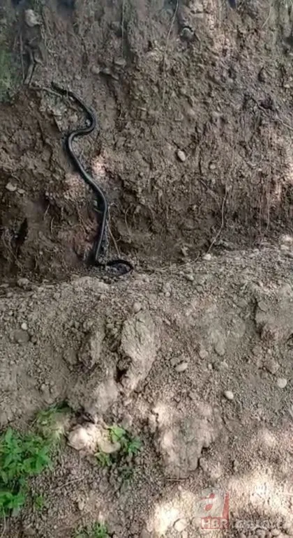 Diyarbakır’da dev yılan paniği! Görenler şoke oldu