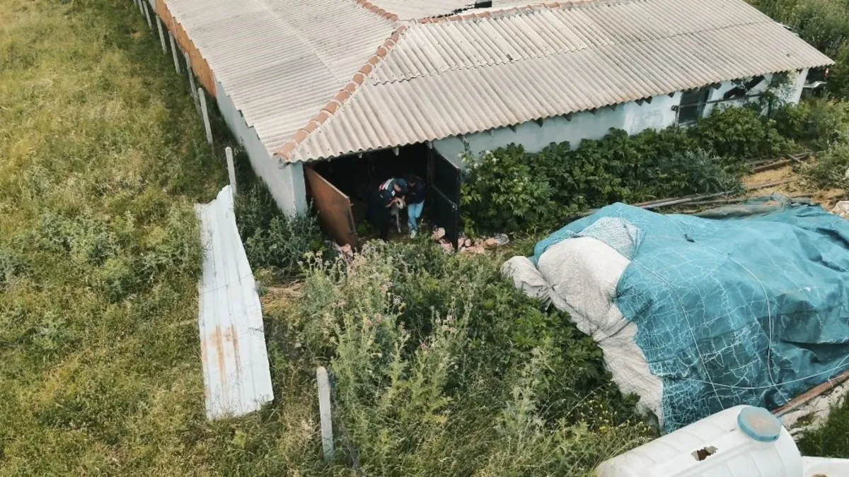 Çalıntı kurbanlıklar böyle bulundu