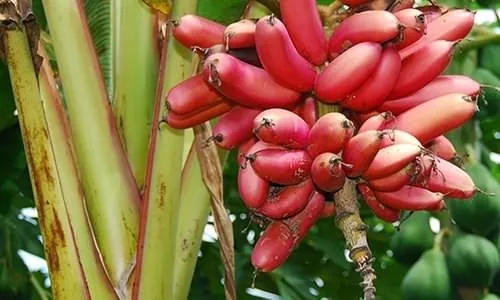 Ezber bozan meyve ’Red Dacca’