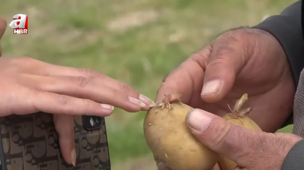 Patates tarlalarında ekim başladı