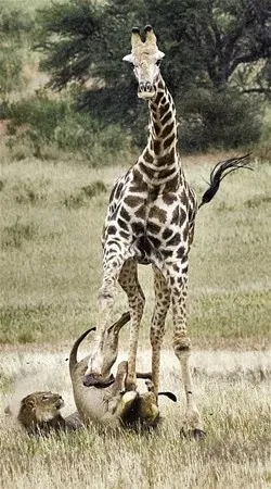 Zürafa aslanlara yem olmaktan kurtulamadı! Vahşi doğanın acımasız yüzü 4