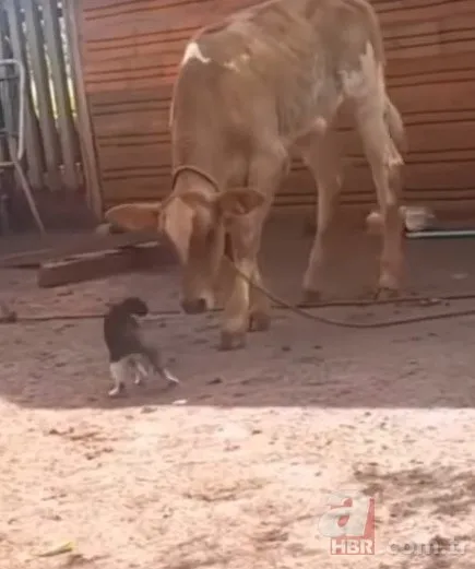 Kedi tek pati darbesiyle koca ineğin ayaklarını yerden kesti!