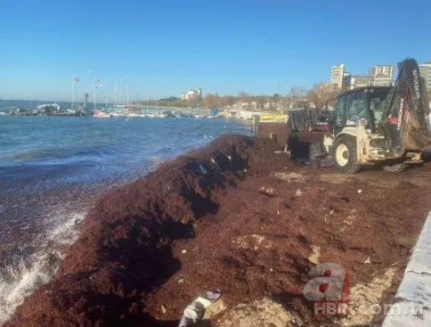 Kadıköy’de sahilini tekrar kırmızı yosun sardı