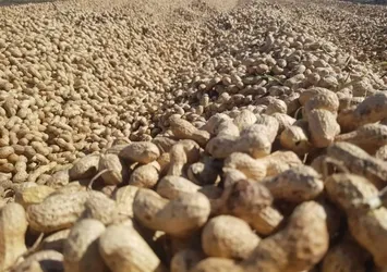 Gaziantep'te yer fıstığı hasadı başladı
