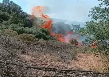 Aydın'daki yangın kontrol altına alındı