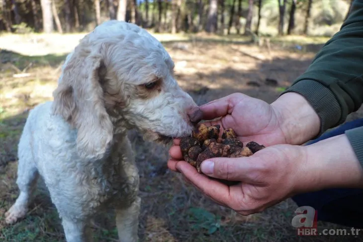 Dünyanın en pahalı mantarını özel eğitimli köpekler buluyor! Kilosu 1500 TL