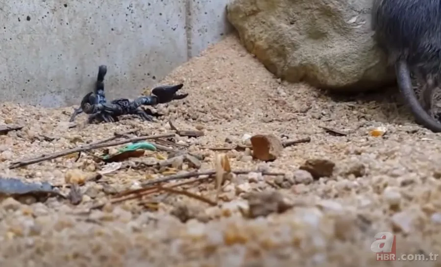 Görüntüler Türkiye’den… Havalar ısınınca ortaya çıktı! Gece uykudayken akrep soktu 25