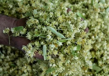 Kışın şifası: Ihlamurun 7 mucizevi faydası