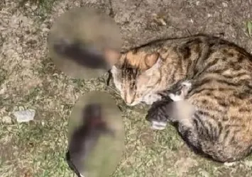 Yavru kedileri hunharca katleden zanlı hakkında istenen ceza belli oldu
