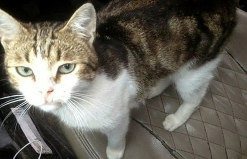 Uyusturucu Kuryesi Kedi Gozlem Altinda Tutuldugu Hayvanat Bahcesinden Kacti