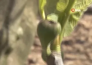 Zirai don Bursa'nın siyah incirini çok etkilemedi