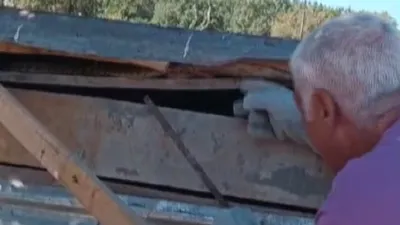 Kümese girince şoke oldu! Dev zehirli...