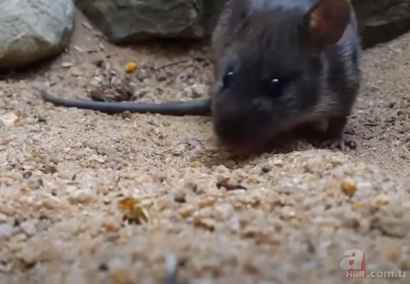 Görüntüler Türkiye’den… Havalar ısınınca ortaya çıktı! Gece uykudayken akrep soktu 16