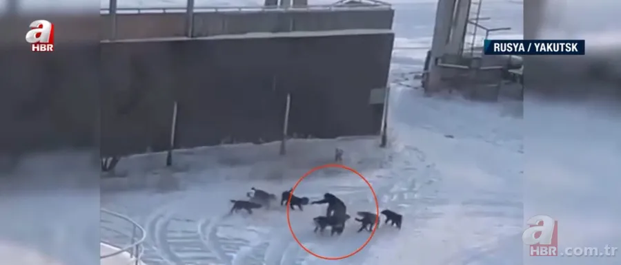 Köpekler aniden etrafını sardı! Dakikalarca ölüm kalım mücadelesi verdi ama... 3