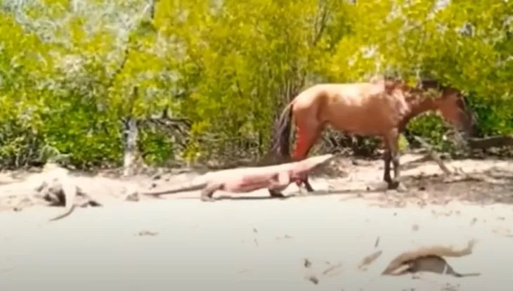 Komodo ejderi yaşlı atı canlı canlı yedi 🐎 Vahşi doğanın acımasızı dehşete düşürdü