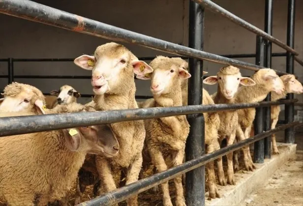 Bilim Kurulu üyesi açıkladı! Bayramda kısıtlama olacak mı? 31 Temmuz-3 Ağustos'ta sokağa çıkma yasağı var mı? - 9