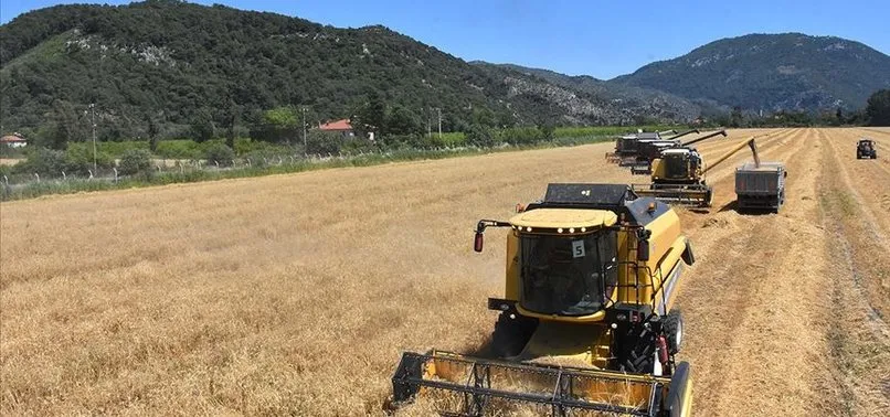 Yerli tohumluk buğdayın hasadı başladı